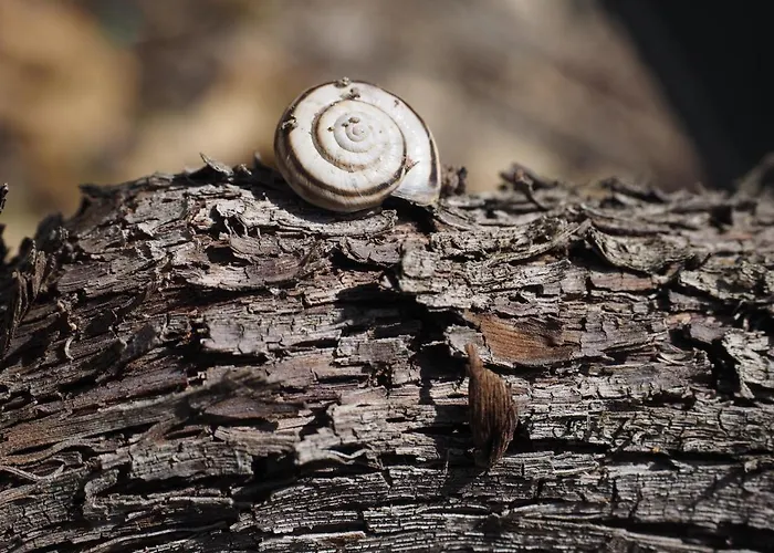 Albergue Tgantieni Sot - Haus Mit Herz Lenzerheide